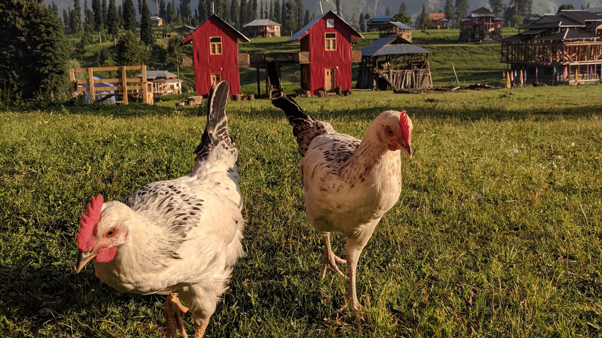 Cadena Avícola Integrada