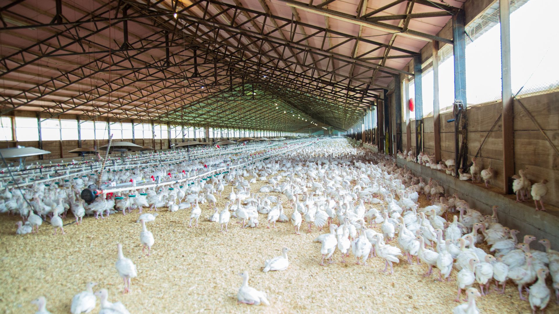 Granja De Pollos